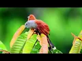 Raffles's malkoha || Rhinortha chlorophaea || Cuckoo chapter 58 || The Rup animal