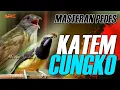 Download Lagu MASTERAN BURUNG SUPER EDAN CUNGKO - CILILIN - KAPAS TEMBAK