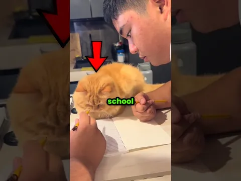 Cats Attending Class 🐈