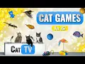 Download Lagu CAT Games | Ultieme Cat TV-compilatie Vol 157 | 8 UUR 🐝🐞🦋🦎🦜🐜🐭🧵