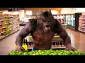 Download Lagu Un loup-garou au supermarché