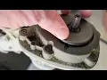 Dewalt 20V Trimmer Spool Replacement