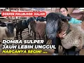 Lagu Harga Domba Sulper Di Slawe Farm | @AGROTV9 