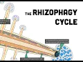 RHIZOPHAGY What it is and Why it s Important to All Gardeners Orchardists Farmers