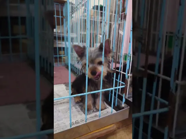 動画