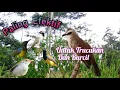 Download Lagu Suara Pikat Trucukan Ribut Vs Burcil Paling Efektif