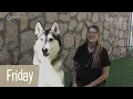 The Waiting Tails Longstay Shelter Pets of El Paso Ep 4