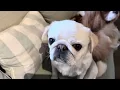 Download Lagu PIPPA DEEP SLEEP #Imadoglover