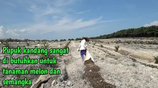 Download Penaburan pupuk dasar untuk tanaman melon dan semangka pertanian malaysia MP3