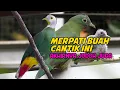 Download Lagu MERPATI BUAH CANTIK INI AWALNYA JANTANYA GALAK, TAPI MALAH  SEKARANG CEPAT JODOH DAN CINTA MATI