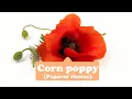 Fertility Love Sleep--Corn poppy