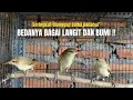 Download Lagu TERNYATA‼️BURUNG INILAH YANG SELAMA INI BIKIN BINGUNG DIKALANGAN KICAU MANIA‼️@KangarifPantau