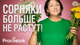 КАК Я ПОБЕДИЛА СОРНЯКИ НА СВОЕМ УЧАСТКЕ – рабочий способ от сныти, пырея, одуванчиков