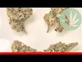 Happy Rancher - All About This Strain