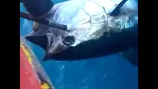 صيد سمكة تونة فوق 100 كيلو من ميامي مع الريس احمد التربي 