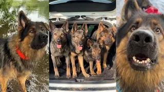 We Took This GPS Dog Fence Off-Grid | Our Honest Halo Collar 5 Experience