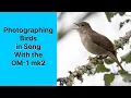 Download Lagu Filming and Photographing singing birds with the OM-1 Mk2 and the 150-400mm lens