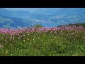 [10 Hrs.] Jeremy Soule (Oblivion) — All's Well (with Mild Mountain Ambience & Birds)
