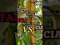 Download Lagu Ciak kecial kuning / kecial jantan vs betina