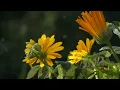 10 Hours of Relaxing Music - Sleep Music, Cello & Piano Music for Stress Relief (Zoe)
