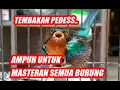 Lagu BURUNG KOLIBRI MUNCANG GACOR | COCOK UNTUK MASTERAN SEMUA BURUNG OCEHAN