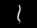 Spinal Flexion and Extension
