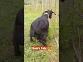 This Mother Goat Trying to Give Birth But it didn't Happen. #shorts #reels #trending #goat