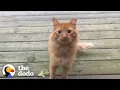 Download Lagu Guy Tries To Befriend A Stray Cat For Over A Year | The Dodo