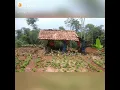 Download Lagu Kangen kampung halaman