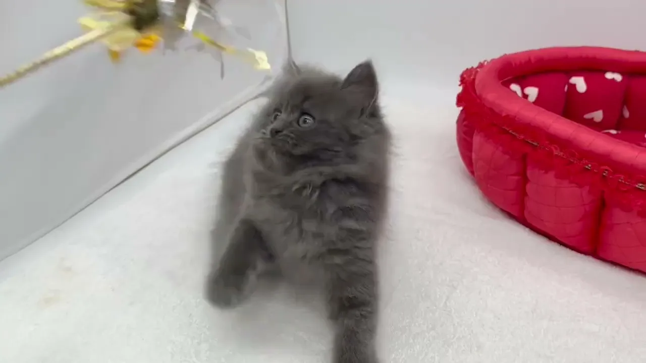 動画