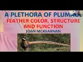 2026 Spring Birding Primer Feather Color Structure and Function-Joan McKearnan