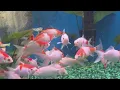 Kalihi Pet Center Provides a Variety of Small Animals