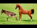 Is it possible for an animal to be born from the crossbreeding of a horse and a donkey