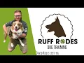 Dog Training with David Rodes CPDT-KA at Petco