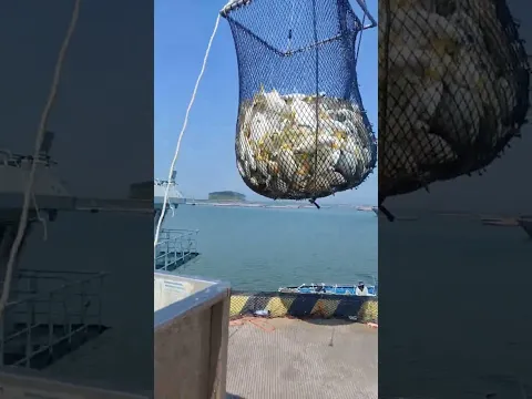 fishing 🎣 #fishing #fish