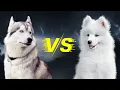 HUSKY vs SAMOYED - What Are The Differences