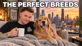 5 Dog Breeds That THRIVE In The City!