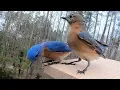 Download Lagu Bluebirds Slow Motion with Hawk Flying by at End 10088