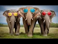 Download Lagu The Coolest Elephants on the Planet 😎🐘 | Cute Elephant