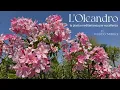 Download Lagu Oleandro: la pianta mediterranea per eccellenza