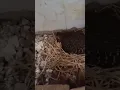 hasil kawin silang ayam kate jago dan ayam hutan hijau betina || bekisar kate