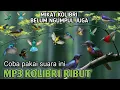 Download Lagu suara Pikat burung Kecil super tajem MP3 KONIN GK main main