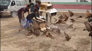 وانا اصور فكه طيور حمر صار شي مضحك 