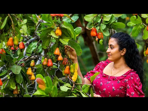 Download MP3 Traditional Cashew Apple \u0026 Nut Recipes 🍎 Delicious Fruit Dishes from Sri Lanka (Village Food)