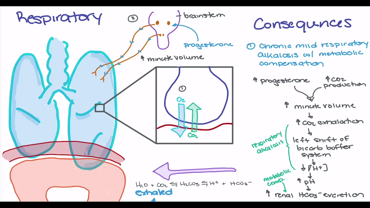 Maternal Changes in Pregnancy
