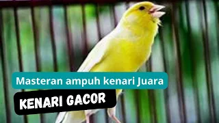 Download MASTERAN BURUNG KENARI UNTUK MURAI BATU, masteran kenari agar ngerol panjang MP3