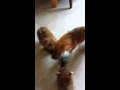 Lagu Hond video