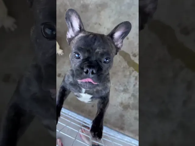 動画