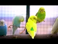 8 Hour Happy Sounds for Sad and Lonely Birds | Sound Therapy |