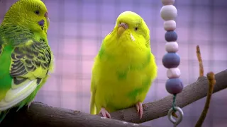 8 Hour Happy Sounds For Sad And Lonely Birds Sound Therapy  8 Hour Happy Sounds For Sad And Lonely Birds Sound Therapy